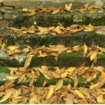 【議想天開】夢亦非｜落葉之書（長詩）